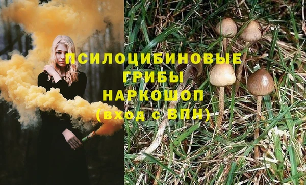 прущие грибы Аркадак